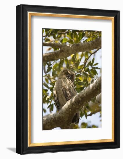 Great Horned Owl-Joe McDonald-Framed Photographic Print