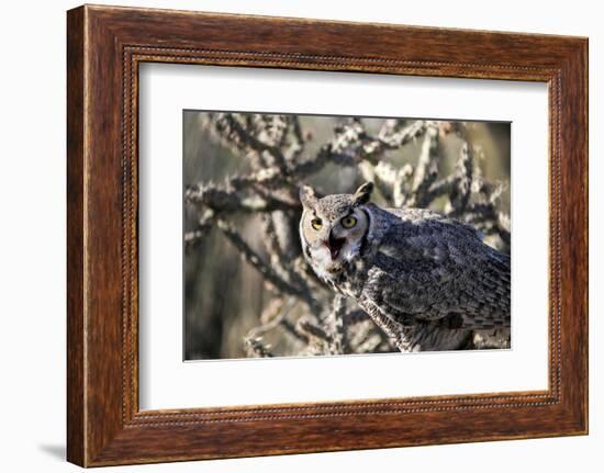 Great Horned Owl-BLFInk-Framed Photographic Print