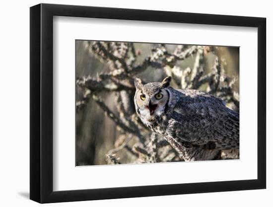 Great Horned Owl-BLFInk-Framed Photographic Print