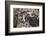 Great Horned Owl-BLFInk-Framed Photographic Print