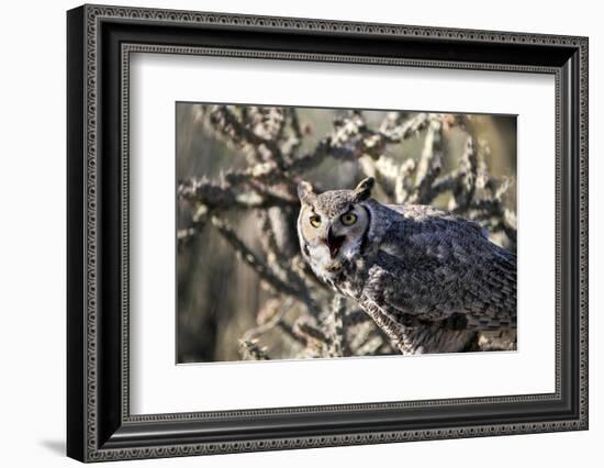 Great Horned Owl-BLFInk-Framed Photographic Print