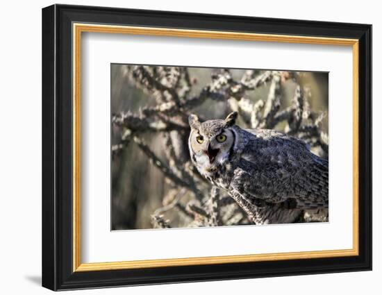 Great Horned Owl-BLFInk-Framed Photographic Print