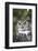 Great Horned Owl-Lynn M^ Stone-Framed Photographic Print