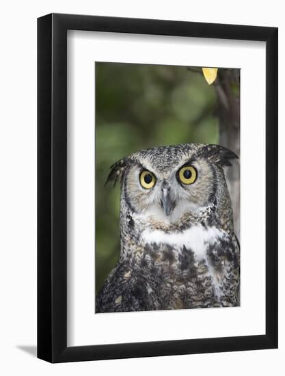 Great Horned Owl-Lynn M^ Stone-Framed Photographic Print
