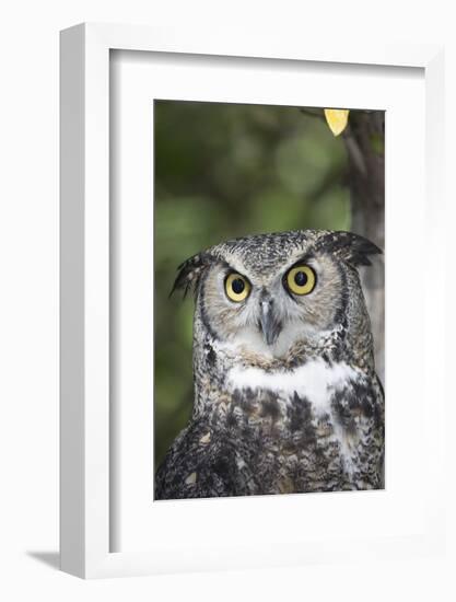 Great Horned Owl-Lynn M^ Stone-Framed Photographic Print