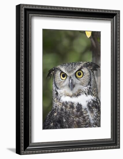 Great Horned Owl-Lynn M^ Stone-Framed Photographic Print