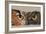 Great Horned Owl-Barbara Keith-Framed Giclee Print