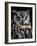 Great Horned Owl-Steven Maxx-Framed Photographic Print