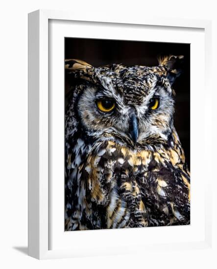 Great Horned Owl-Steven Maxx-Framed Photographic Print