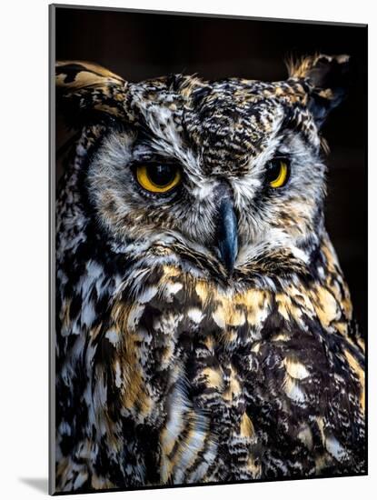 Great Horned Owl-Steven Maxx-Mounted Photographic Print
