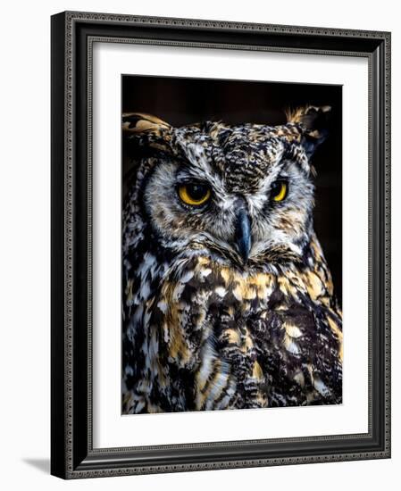 Great Horned Owl-Steven Maxx-Framed Photographic Print