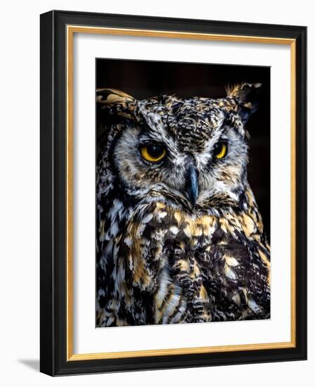 Great Horned Owl-Steven Maxx-Framed Photographic Print
