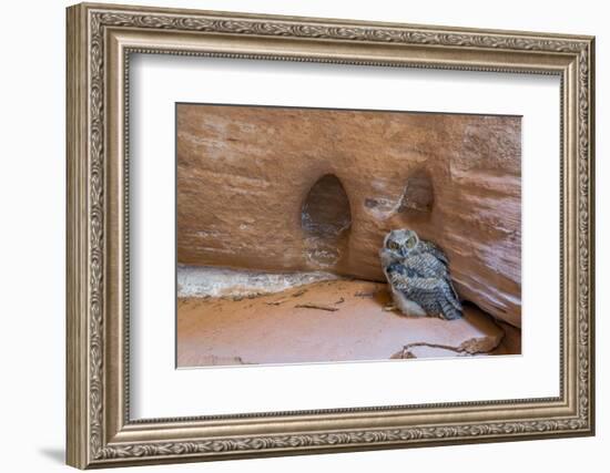 Great Horned Owlet in Buckskin Slot Canyon, Vermillion Cliffs, Utah-Howie Garber-Framed Photographic Print