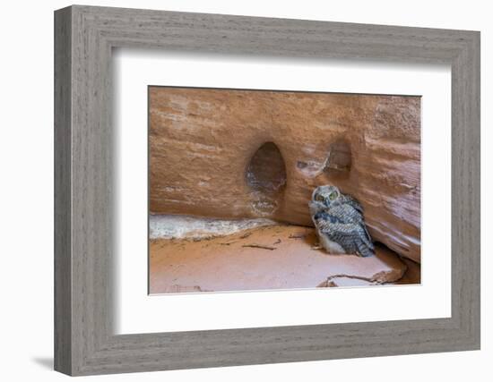 Great Horned Owlet in Buckskin Slot Canyon, Vermillion Cliffs, Utah-Howie Garber-Framed Photographic Print