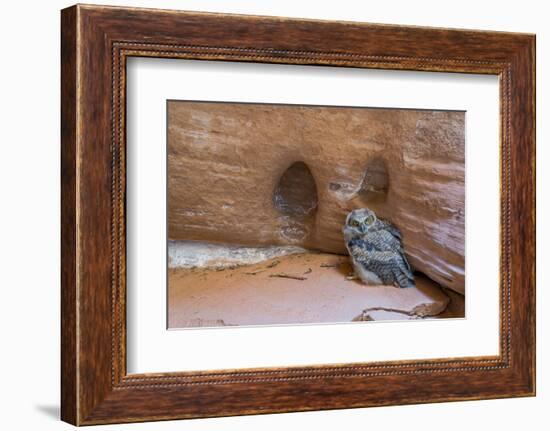 Great Horned Owlet in Buckskin Slot Canyon, Vermillion Cliffs, Utah-Howie Garber-Framed Photographic Print