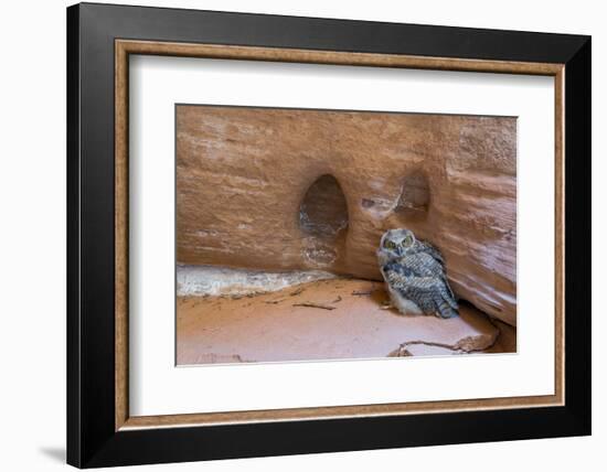 Great Horned Owlet in Buckskin Slot Canyon, Vermillion Cliffs, Utah-Howie Garber-Framed Photographic Print