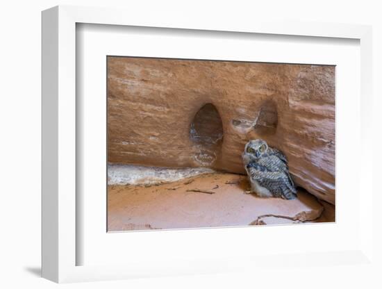 Great Horned Owlet in Buckskin Slot Canyon, Vermillion Cliffs, Utah-Howie Garber-Framed Photographic Print