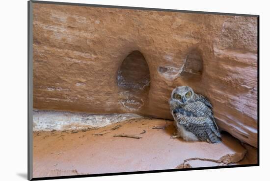 Great Horned Owlet in Buckskin Slot Canyon, Vermillion Cliffs, Utah-Howie Garber-Mounted Photographic Print