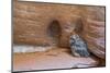 Great Horned Owlet in Buckskin Slot Canyon, Vermillion Cliffs, Utah-Howie Garber-Mounted Photographic Print