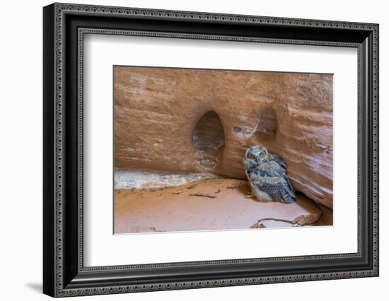 Great Horned Owlet in Buckskin Slot Canyon, Vermillion Cliffs, Utah-Howie Garber-Framed Photographic Print