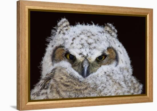 Great Horned Owlet-Ken Archer-Framed Premier Image Canvas