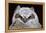Great Horned Owlet-Ken Archer-Framed Premier Image Canvas