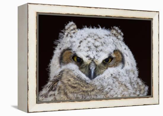 Great Horned Owlet-Ken Archer-Framed Premier Image Canvas
