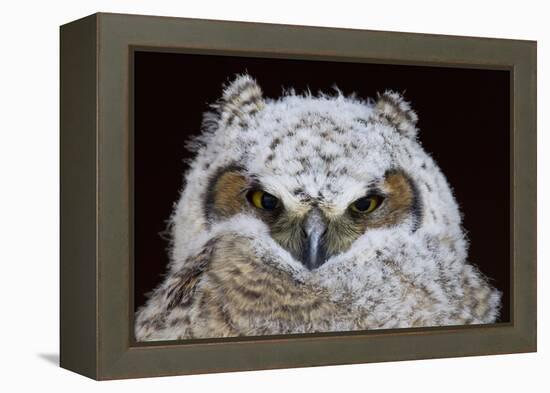 Great Horned Owlet-Ken Archer-Framed Premier Image Canvas