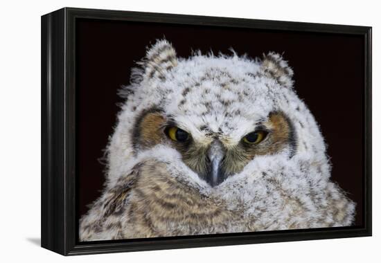 Great Horned Owlet-Ken Archer-Framed Premier Image Canvas