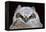 Great Horned Owlet-Ken Archer-Framed Premier Image Canvas