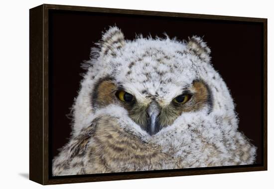 Great Horned Owlet-Ken Archer-Framed Premier Image Canvas