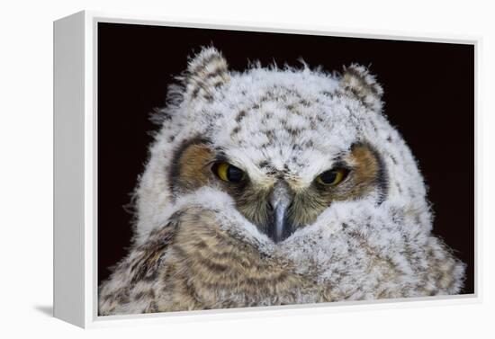 Great Horned Owlet-Ken Archer-Framed Premier Image Canvas