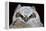 Great Horned Owlet-Ken Archer-Framed Premier Image Canvas