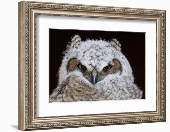 Great Horned Owlet-Ken Archer-Framed Photographic Print