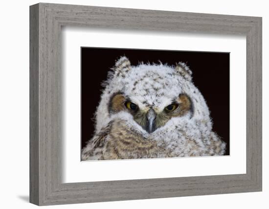 Great Horned Owlet-Ken Archer-Framed Photographic Print