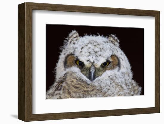 Great Horned Owlet-Ken Archer-Framed Photographic Print