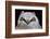 Great Horned Owlet-Ken Archer-Framed Photographic Print