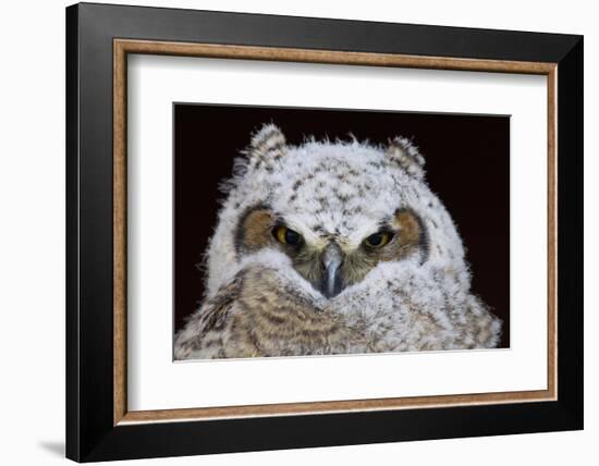 Great Horned Owlet-Ken Archer-Framed Photographic Print