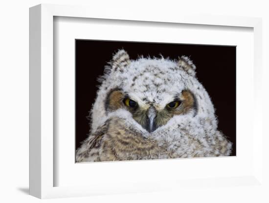 Great Horned Owlet-Ken Archer-Framed Photographic Print