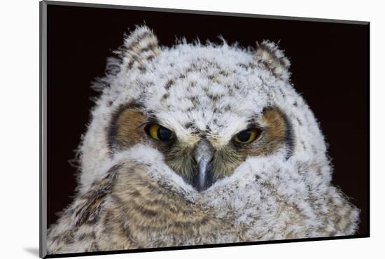 Great Horned Owlet-Ken Archer-Mounted Photographic Print