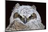 Great Horned Owlet-Ken Archer-Mounted Photographic Print