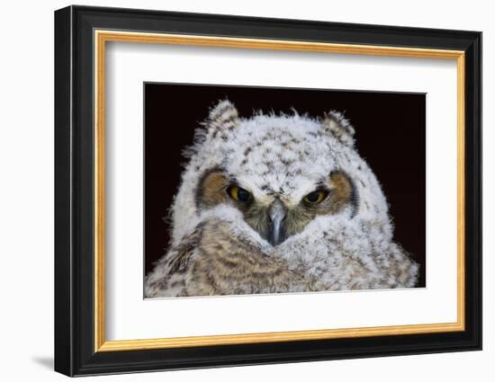 Great Horned Owlet-Ken Archer-Framed Photographic Print