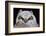 Great Horned Owlet-Ken Archer-Framed Photographic Print