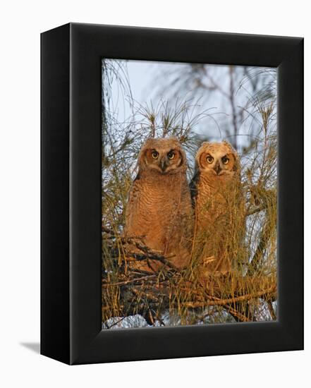 Great Horned Owlets on Tree Limb, De Soto, Florida, USA-Arthur Morris-Framed Premier Image Canvas