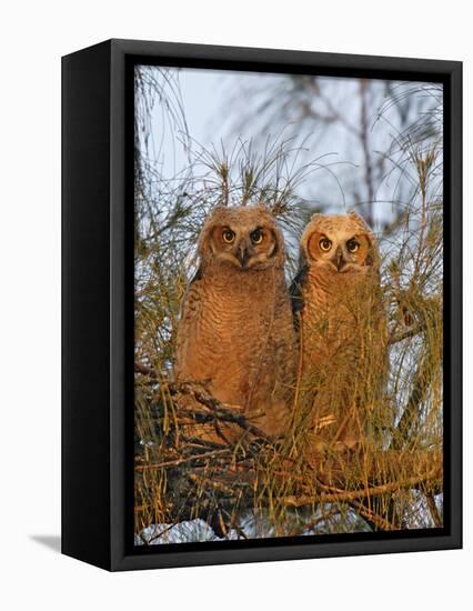 Great Horned Owlets on Tree Limb, De Soto, Florida, USA-Arthur Morris-Framed Premier Image Canvas