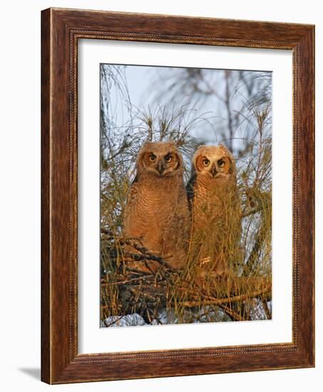 Great Horned Owlets on Tree Limb, De Soto, Florida, USA-Arthur Morris-Framed Photographic Print