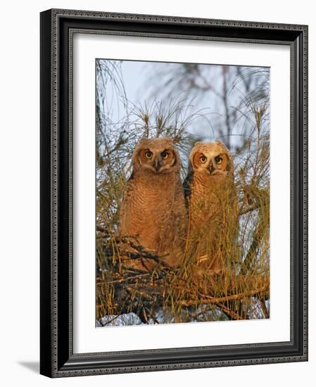 Great Horned Owlets on Tree Limb, De Soto, Florida, USA-Arthur Morris-Framed Photographic Print