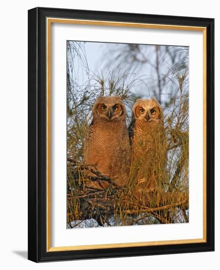 Great Horned Owlets on Tree Limb, De Soto, Florida, USA-Arthur Morris-Framed Photographic Print