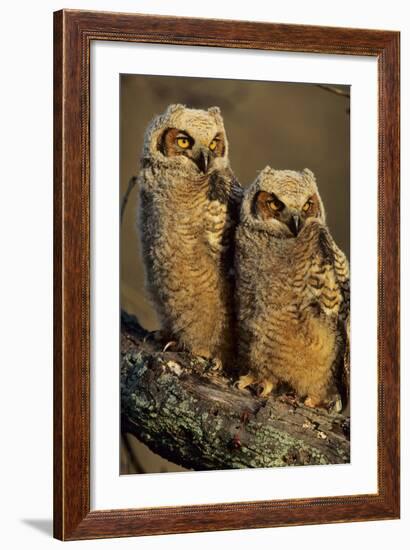 Great Horned Owls Approx. 6 Weeks Old, Illinois-Richard and Susan Day-Framed Photographic Print