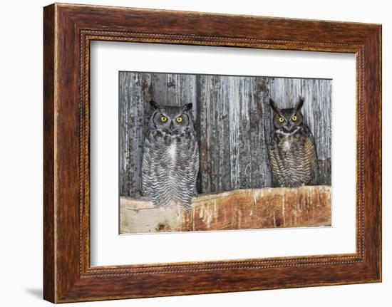 Great Horned Owls (Bubo Virginianus) Roosting in an Abandoned Barn. Idaho, USA. February-Gerrit Vyn-Framed Photographic Print